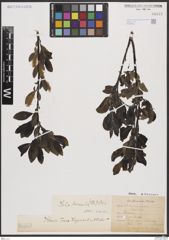 Foto von Salix borealis Fr.